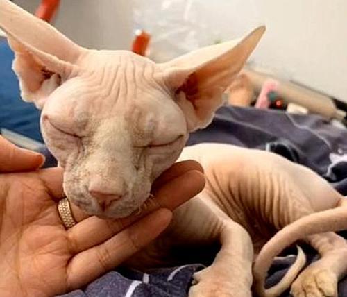 如何让你的猫咪长得更大（掌握这些方法）