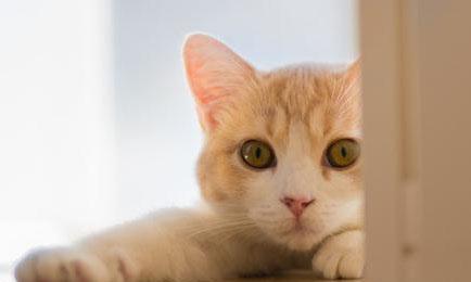 宠物小猫常见症状（正常现象还是需要治疗）