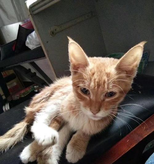 小猫老猫会咬人吗（了解小猫老猫的咬人习惯）