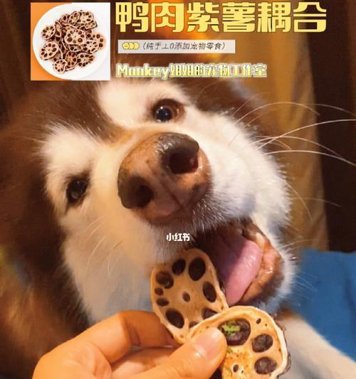 紫薯狗的营养健康奇妙之旅（以紫薯为食）