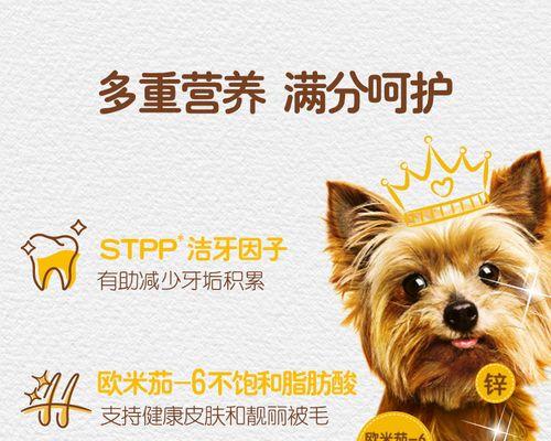 五个月泰迪狗粮的正确泡法（宠物健康从饮食开始）