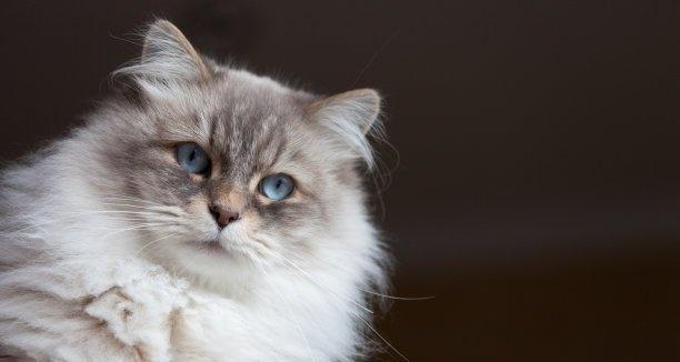 以西伯利亚猫为主角，聊聊它喜欢吃的食物（探究西伯利亚猫的食性与喜好）