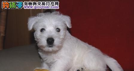 遇到以西高地狗咬人该如何应对（如何预防以西高地狗咬人）