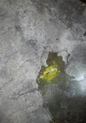 宠物小狗为何会吐黄色水（探究小狗吐黄色水的原因及应对方法）