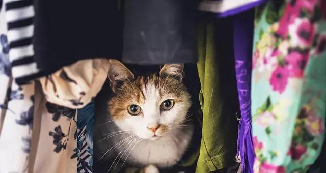 带宠物猫出门游玩的注意事项（宠物猫出游必备攻略）