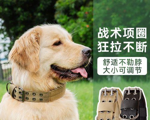 小狗撑着了，你知道这是什么症状吗（宠物的生命健康需要我们的关注）