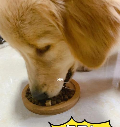 小狗吃多了软便怎么办（宠物健康需关注）