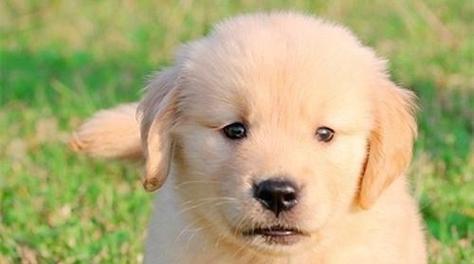 小狗得犬瘟不吃灌，该如何保护宠物健康（以宠物为主的预防措施分享）