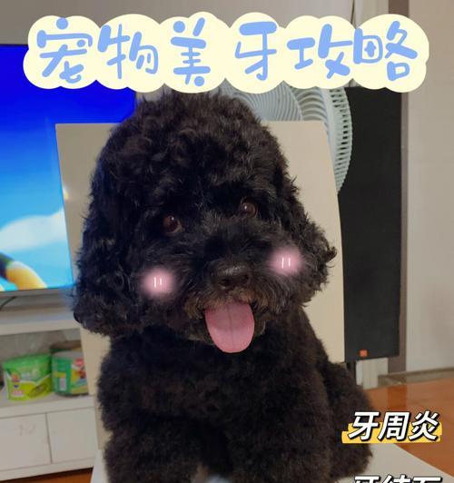 小狗牙齿发黑怎么办（解决方法有哪些）
