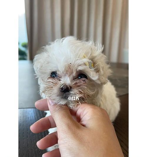 小狗低血糖腹泻应急处理方案（教你如何应对宠物低血糖腹泻）