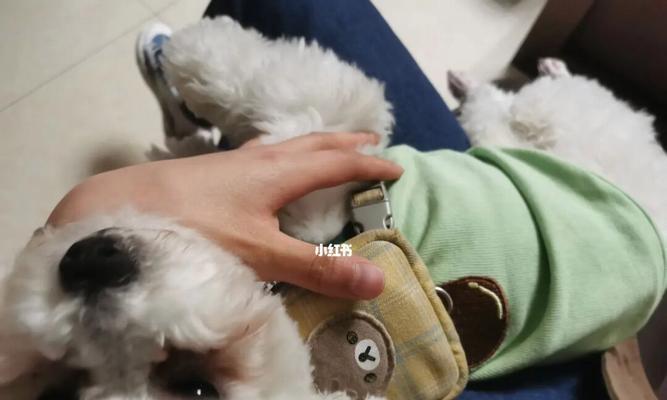 小狗掉牙（宠物掉牙对肚里有事吗）