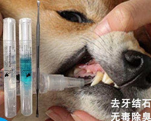 小狗牙断了一半怎么办（宠物牙齿护理及事故应急处理）