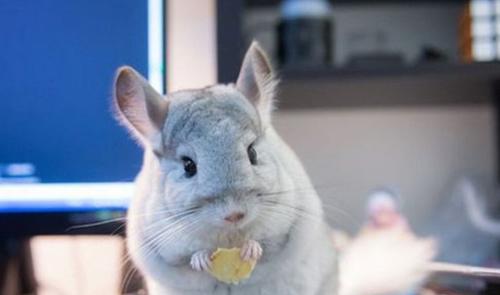如何解决小龙猫咬人问题（让你的宠物成为家庭的快乐伙伴）