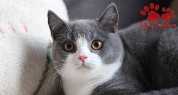 小猫杯状病毒药物治疗指南（宠物猫感染杯状病毒如何用药）