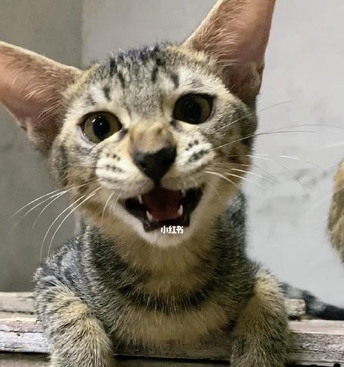 小猫被踩后突然叫声沙哑，原因竟是……（揭秘宠物猫突然沙哑叫声的真相）