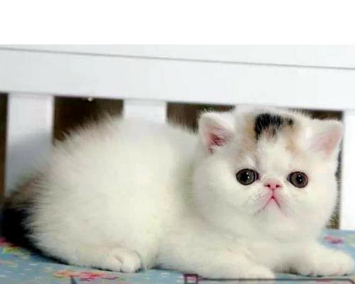 宠物小猫生病不能乱吃药（了解宠物小猫用药知识）