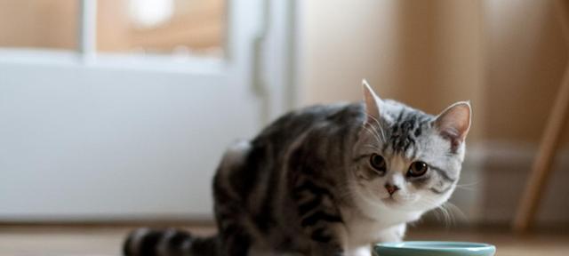 宠物猫不吃干猫粮怎么办（教你如何解决猫咪挑食问题）