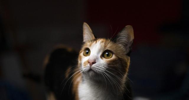 小猫不拉屎的原因及解决方法（宠物健康问题）