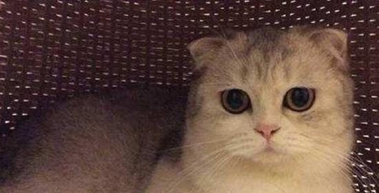 小猫吃生鱼呕吐处理方法（正确的宠物喂养方式与健康维护）