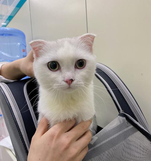 小猫打三针疫苗费用及注意事项（宠物疫苗的必要性与费用比较）