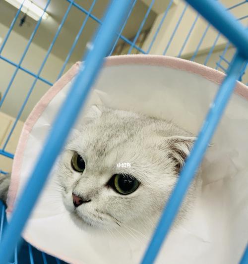 宠物猫打疫苗驱虫费用详解（小猫打疫苗驱虫需要多少钱）