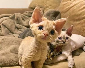 小猫为什么会大面积掉毛（宠物爱护小窍门）