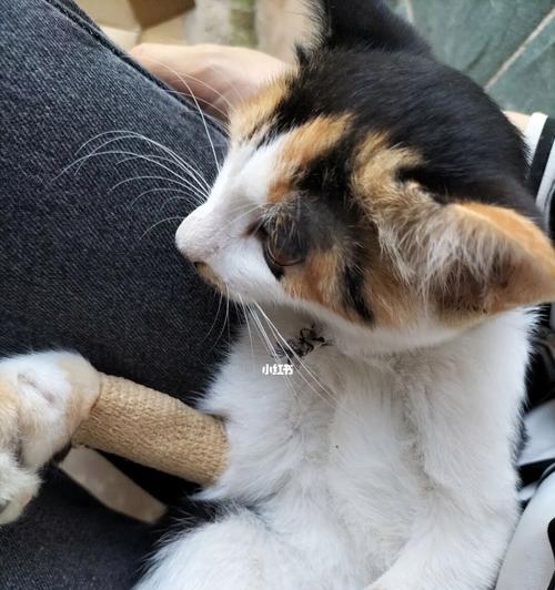 小猫得了猫瘟怎么办（猫瘟药品介绍及治疗方法）