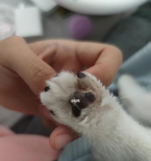 小猫的爪子太尖怎么办（掌握5个技巧让宠物小猫变得温顺）