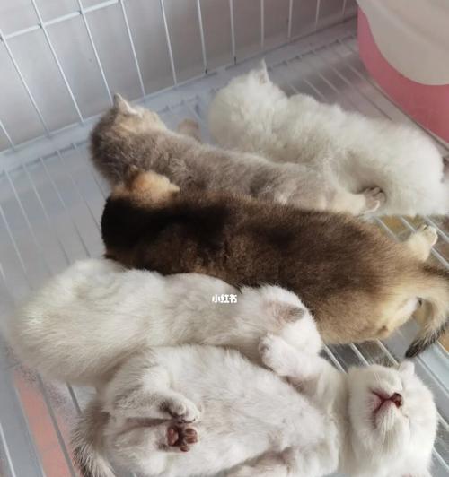 小猫第一天到家如何入眠（宠物初到家）