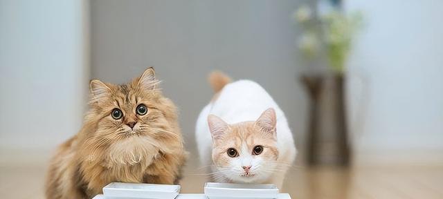 宠物猫疫苗全攻略（小猫养成必知的疫苗知识）