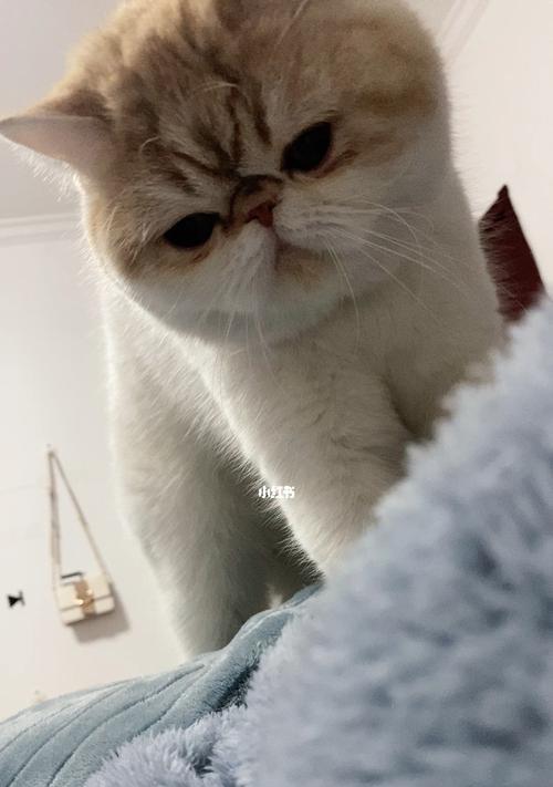 小猫的踩奶动作之背后的心理和行为分析（揭秘宠物猫踩奶的原因和影响）