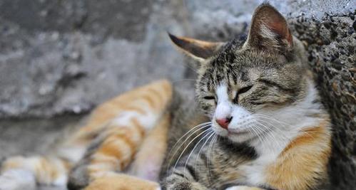 新宠物猫咪到家会叫吗（小猫初到家）