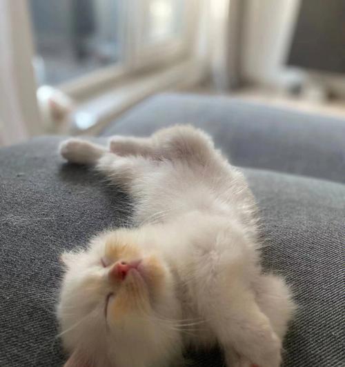 宠物小猫刚到家一直叫很凶怎么办（宠物养护心得分享）