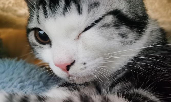 小猫为何会被吓得流口水（探究宠物行为学中的惊吓反应机制）