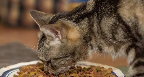 小猫不吃饭怎么办（宠物饮食调理全攻略）