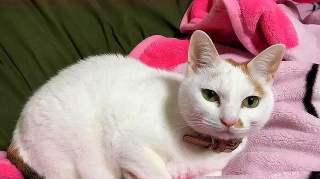 小猫打喷嚏，是正常现象吗（探究小猫打喷嚏的原因和应对方法）
