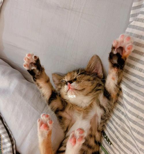 小猫脐带不掉怎么办（处理方法）