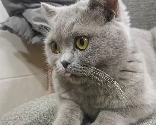小猫舌头发白（探究宠物舌头变白的原因和治疗方法）