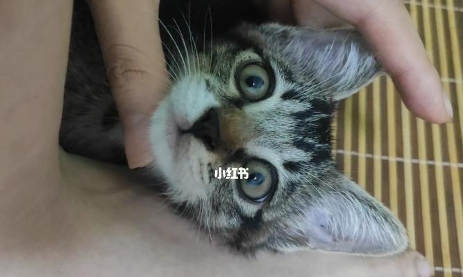 小猫身上的一块毛没了，这是为什么（探究宠物身体毛发掉落的原因和应对方法）