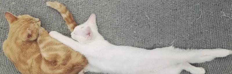 小猫为什么会在睡觉时抽搐（探究宠物猫抽搐的原因和应对方法）