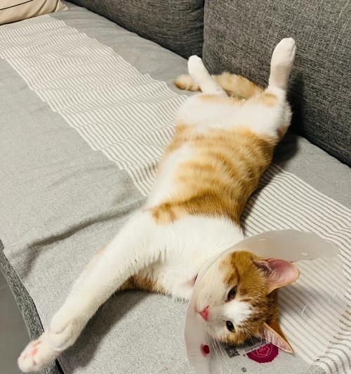 小猫突然在花园里上厕所了（宠物行为的变化）