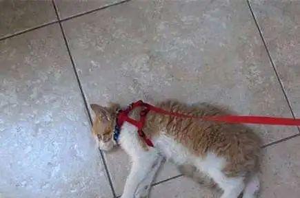 宠物小猫突然猝死，如何预防与应对（小猫猝死的原因、症状及应对措施）