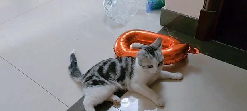 宠物小猫腿摔瘸了，恢复期到底要多久（探究小猫腿摔瘸的原因和治疗方案）