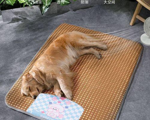 小猫为什么会吃母狗奶头（探究小猫吃母狗奶头的原因及后果）