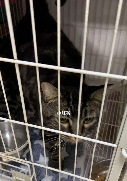 小猫为何会得腹积水（宠物主人需要知道的常见原因和治疗方式）