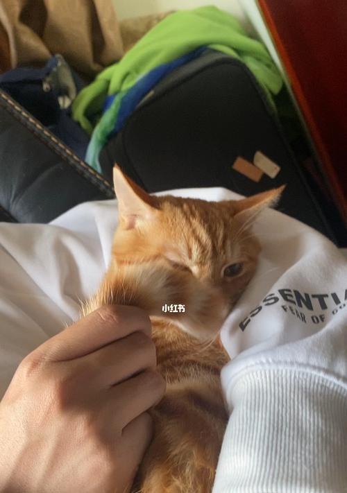 小猫为何每天玩不停（探究宠物猫的玩耍习惯和原因）