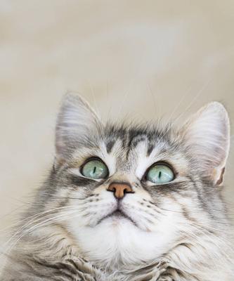 小猫的头发狂热（揭开小猫喜欢弄头发的神秘面纱）