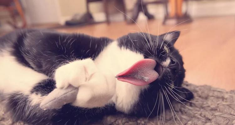 揭秘小猫舔主人的神秘行为（猫咪为什么喜欢舔人）