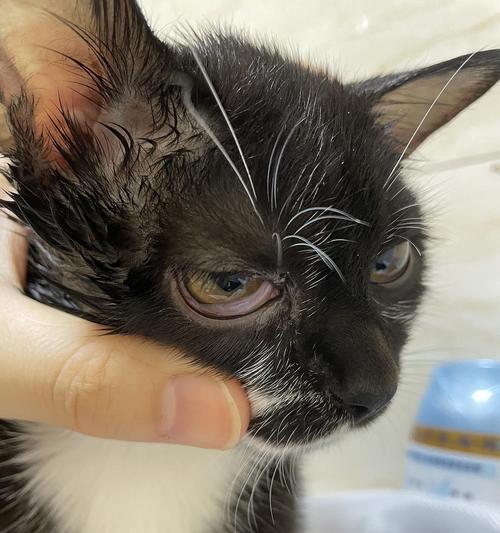 小猫眼球上有脓的原因与治疗方法（探寻小猫眼球脓的成因）