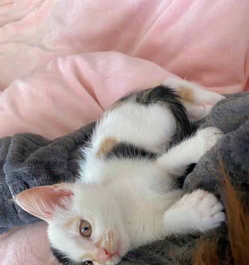 小猫的喂食有关抓人事件（如何避免小猫抓人）